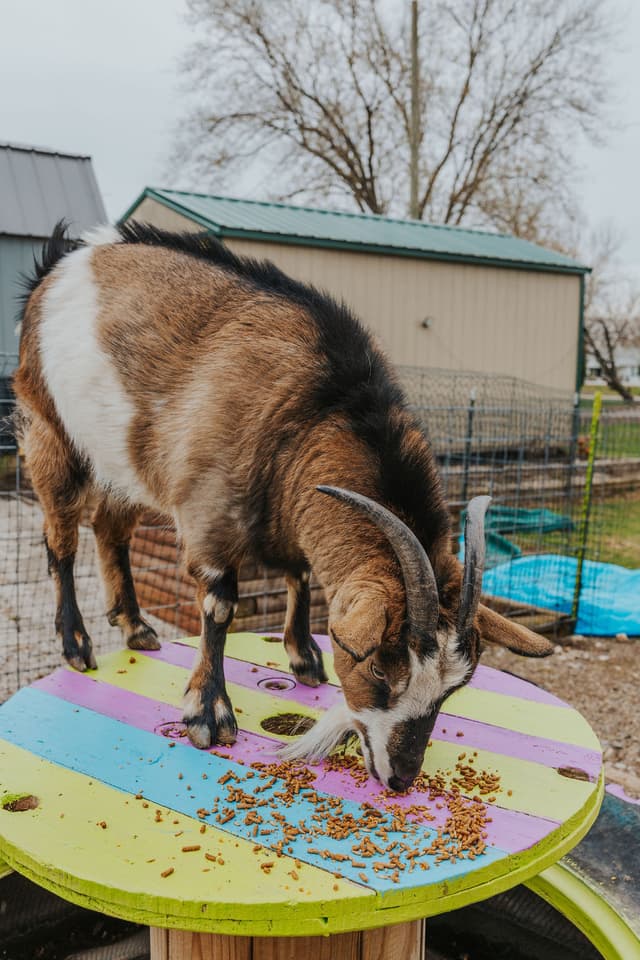 Animal being fed at the sanctuary