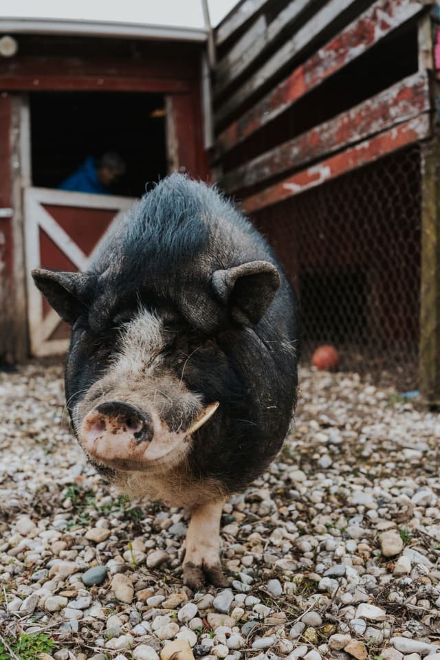 Animal in a safe shelter space