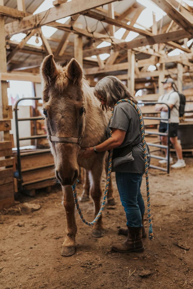 Animal receiving veterinary care
